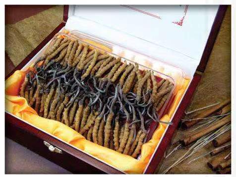 平利冬虫夏草回收